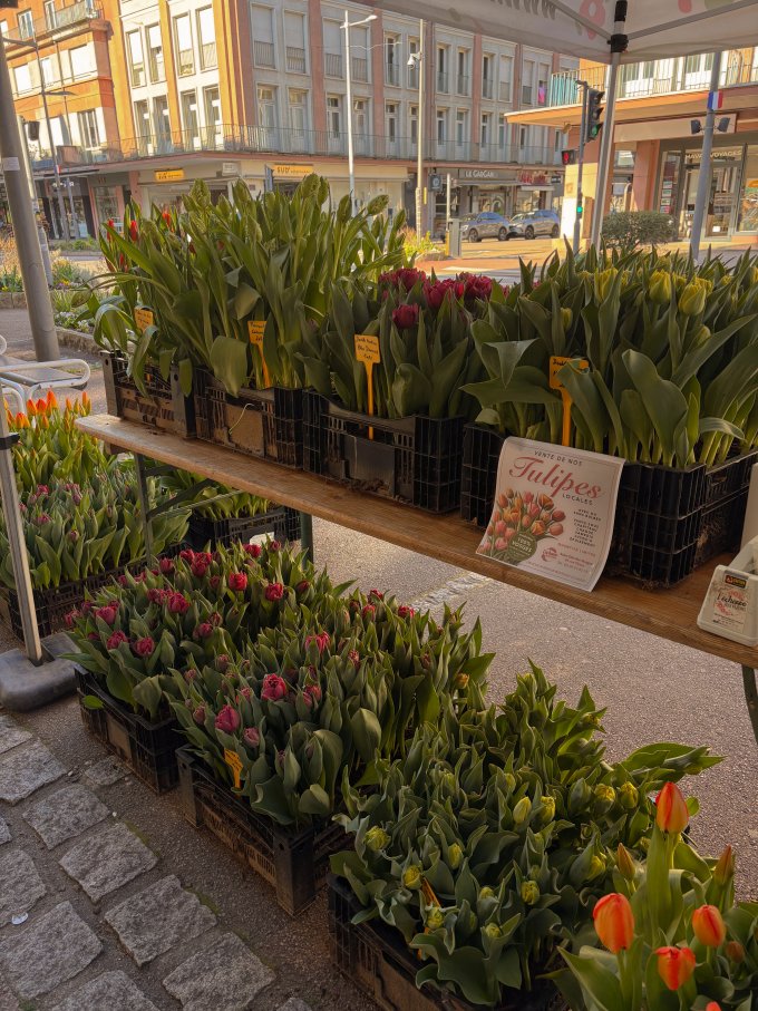 La fraîcheur du matin, la beauté des tulipes photo 2